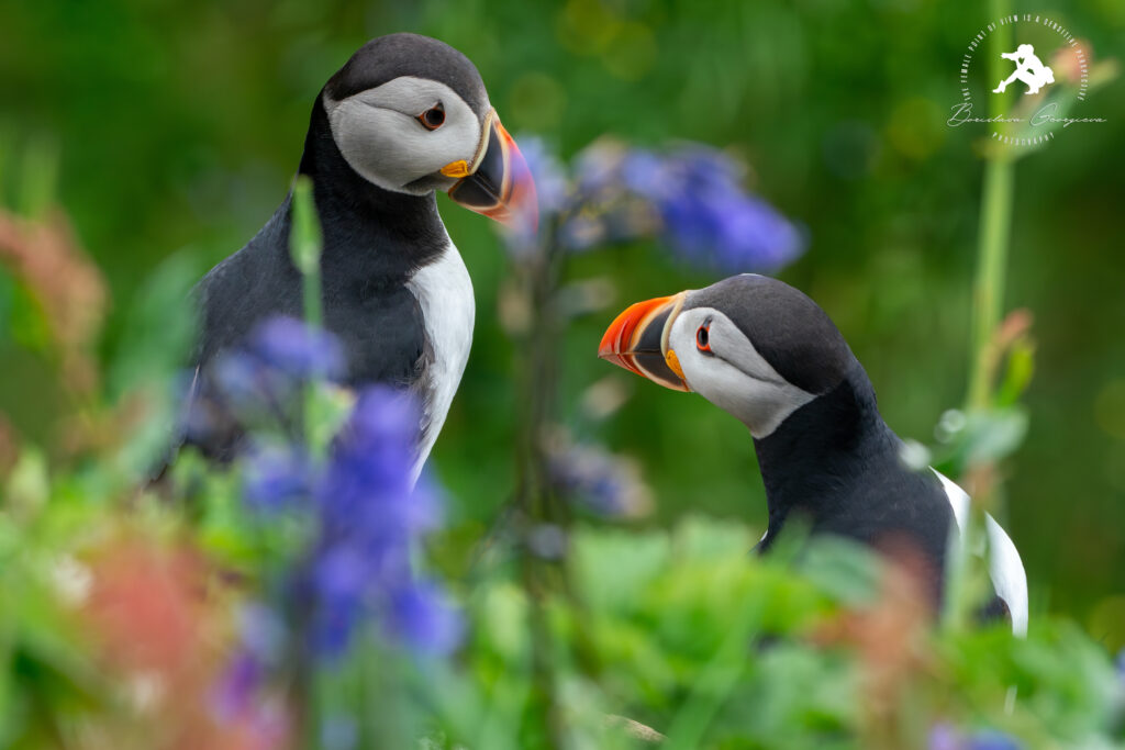 Staffa puffins2