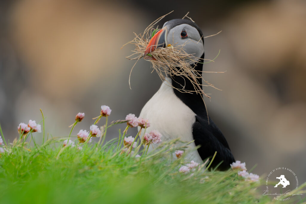 Puffins Bori 3